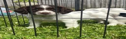 English Springer Spaniel dogs for sale: Beautiful English springer spaniel puppies  - Advert 7