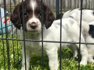 English Springer Spaniel dogs Beautiful English springer spaniel puppies - Advert 1