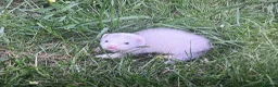 Ferret rodents for sale: Baby ferrets looking for forever homes🏡 - Advert 25