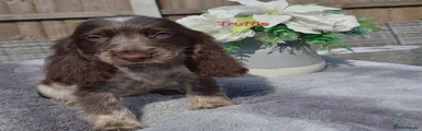 Truffle