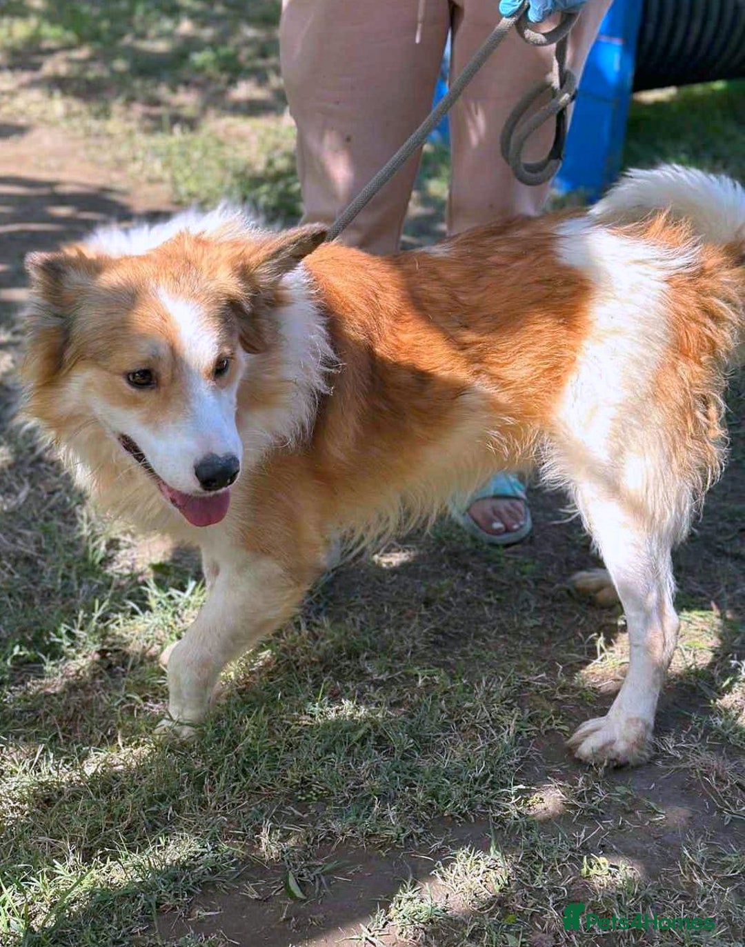 Mixed Breed dogs for adoption: 🐾 Finley-Border Collie mix with heart of gold 🐾 - Image 4