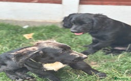 Mixed Breed dogs for sale: Spangold retrievers in Stourport-on-Severn - Image 4