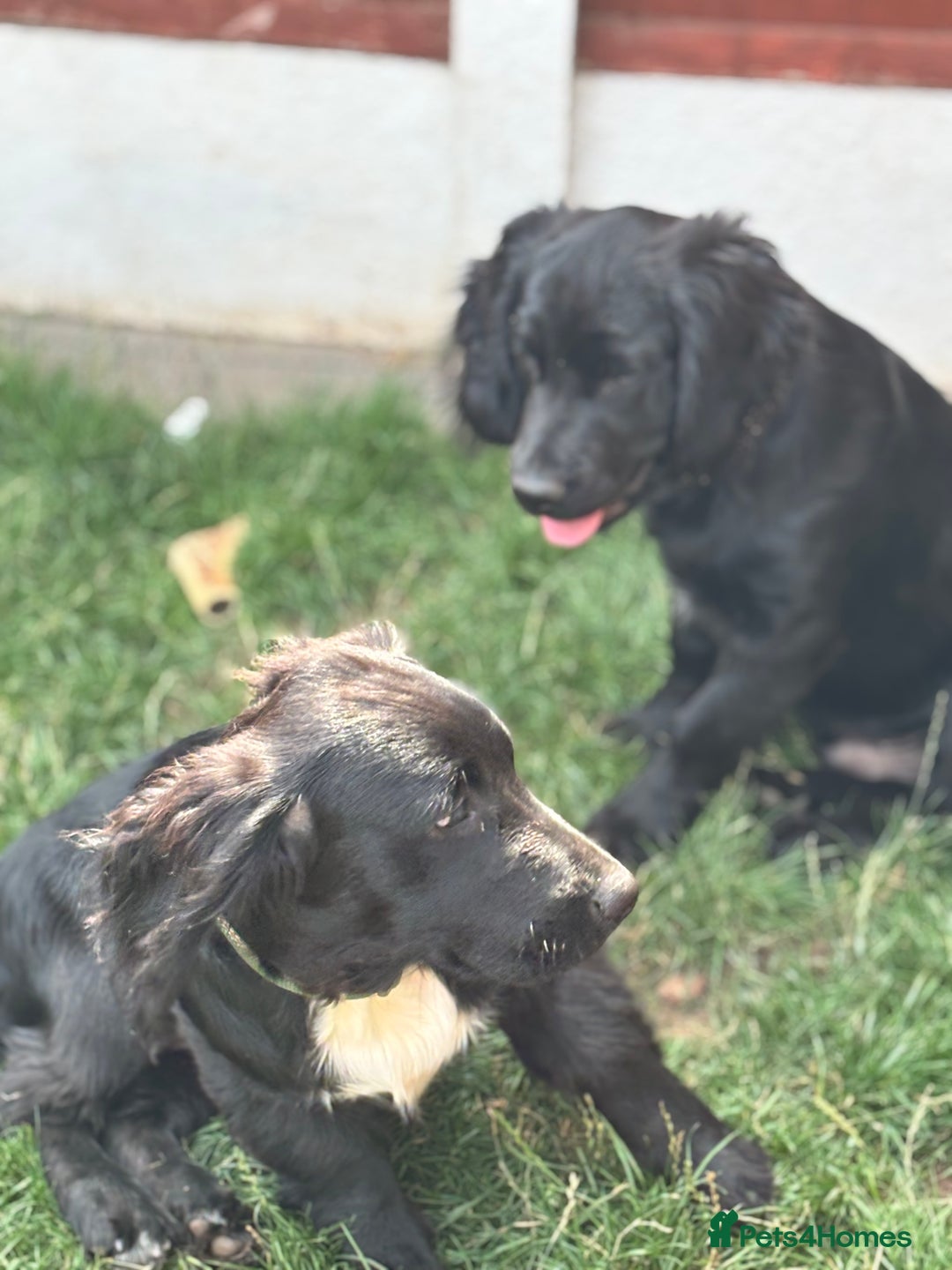 Mixed Breed dogs for sale: Spangold retrievers in Stourport-on-Severn - Image 4