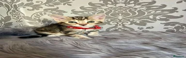 Bengal 2