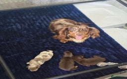 Miniature Dachshund dogs for sale: Miniature long haired dachshunds - Image 4