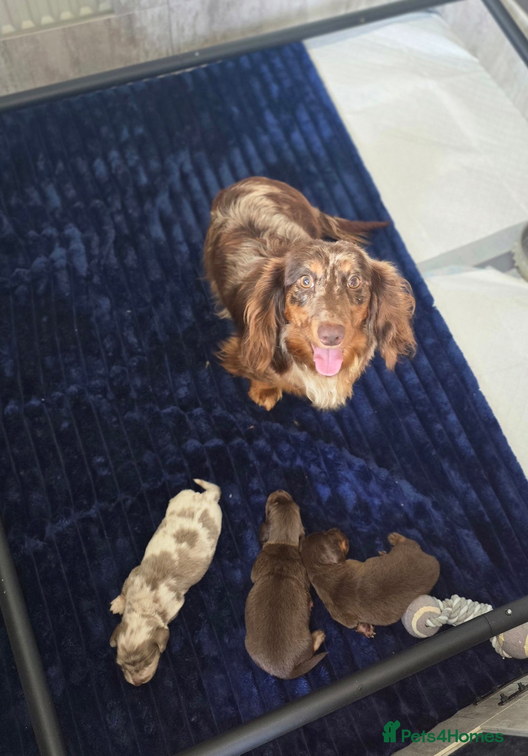 Miniature Dachshund dogs for sale: Miniature long haired dachshunds - Image 4