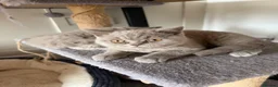 British Shorthair cats for sale: British short hair grey boy male 13 weeks old  - Advert 6