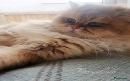 British Longhair cats for sale: Sweet Black Golden British Longhair Boy - Image 8