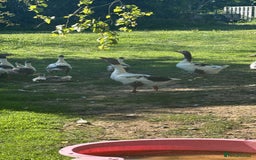 Geese poultry for sale: Baby Geese (8 available) - Image 3