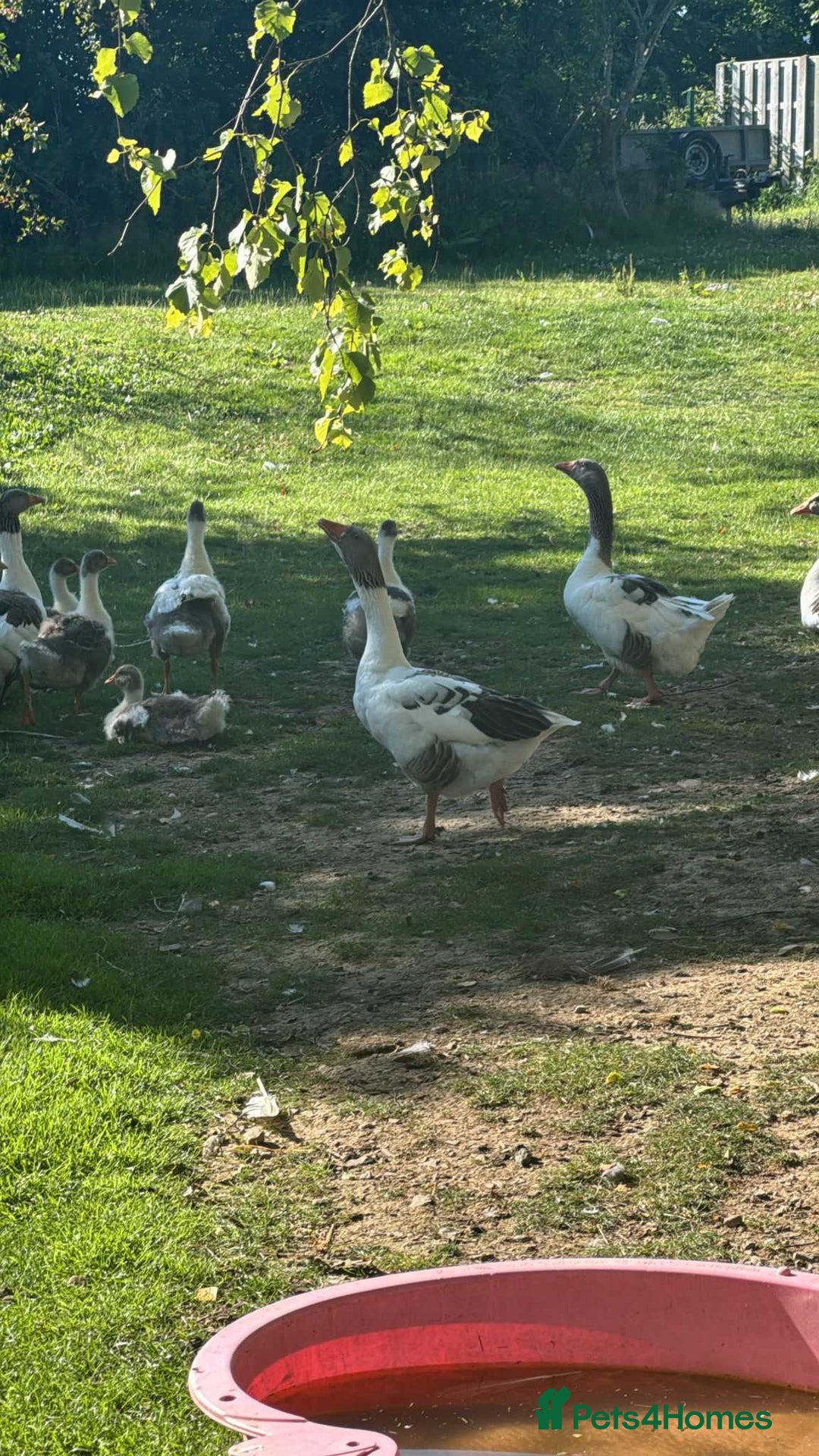 Geese poultry for sale: Baby Geese (8 available) - Image 3