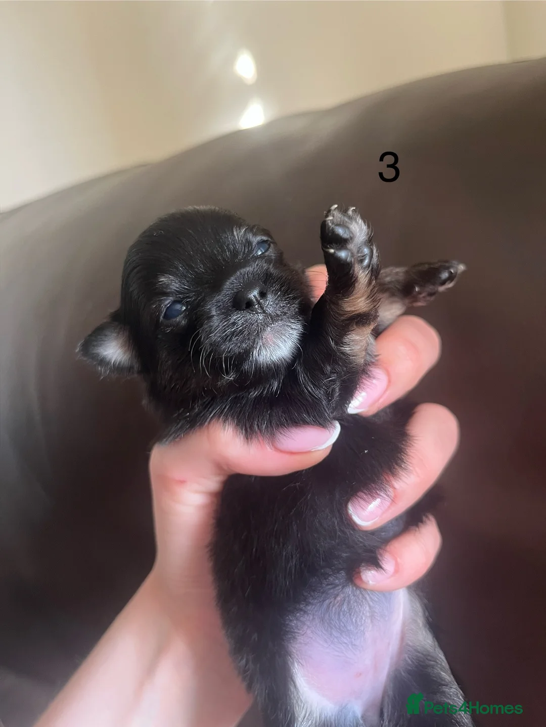 Pomchi dogs for sale: Pomchi puppy's  - Advert 2
