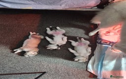 Siberian Husky dogs for sale: Syberian Huskies Male and Female - Image 19