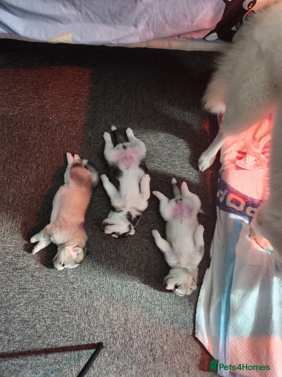Siberian Husky dogs for sale: Syberian Huskies Male and Female - Image 19