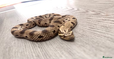 Snake reptiles - Advert 9