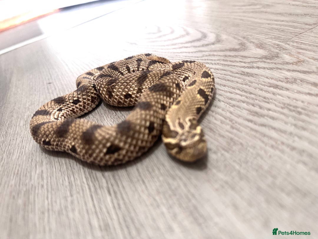 Snake reptiles for sale: Male western hognose looking for new home - Image 2