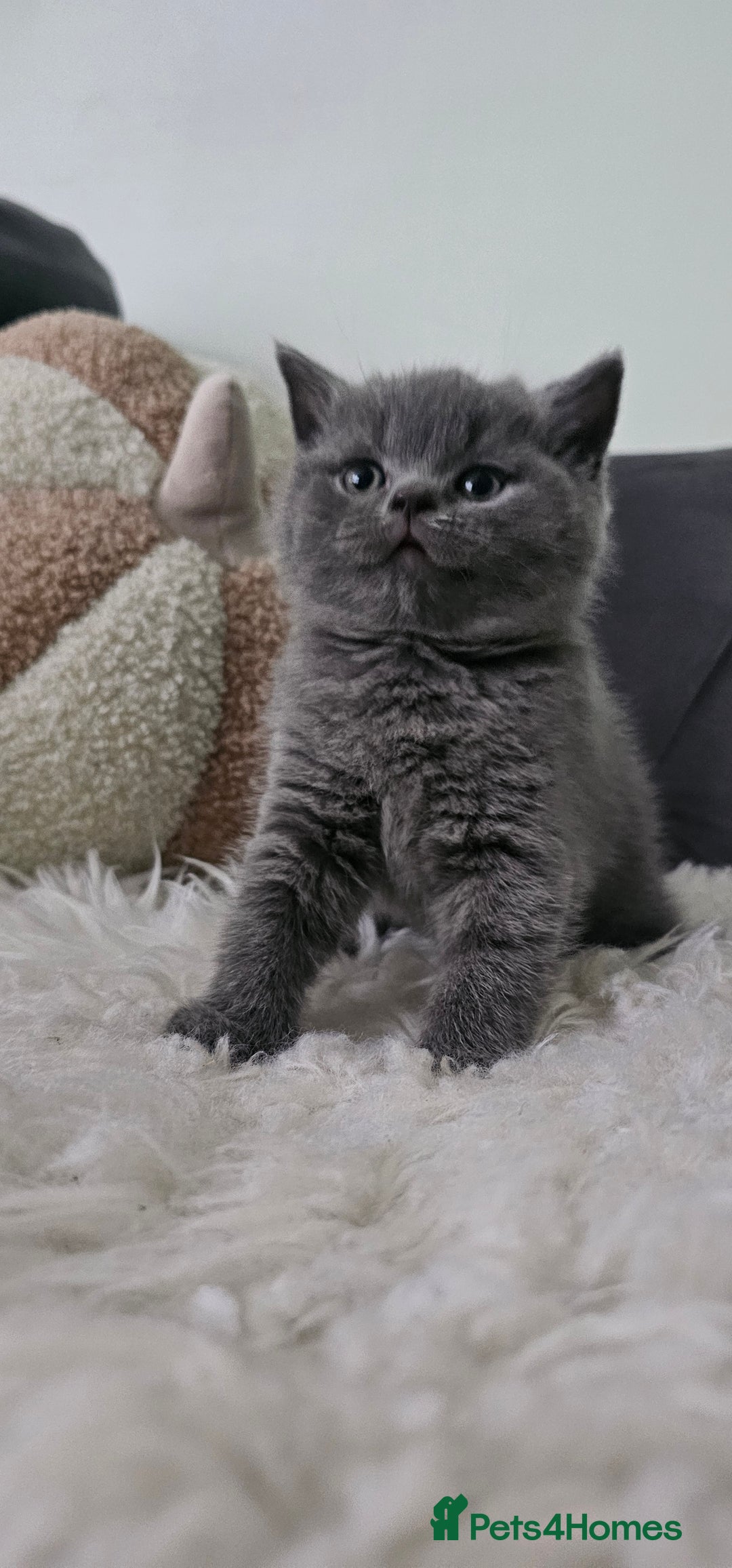 Scottish Fold cats for sale: 3 Beautiful Scottish Fold Kittens(Taki,Taco,Tango) - Image 16