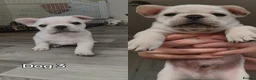 French Bulldog dogs for sale: French bulldogs puppies for sale,KC registered  - Advert 33