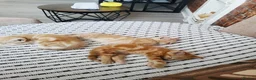 Mixed Breed cats for sale: 3 lovely ginger male cats available  in Preston - Advert 7