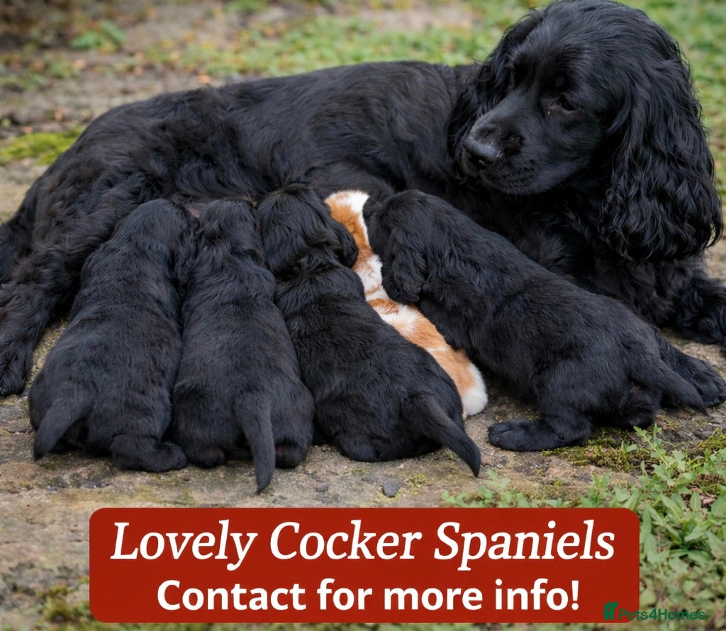 Cocker Spaniel dogs Lovely Cocker Spaniel Girls! - Advert 2