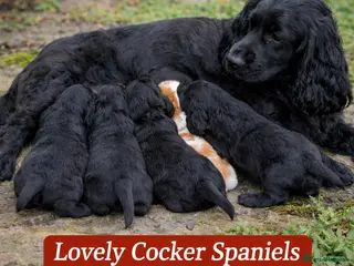 Cocker Spaniel dogs Lovely Cocker Spaniel Girls! - Advert 11
