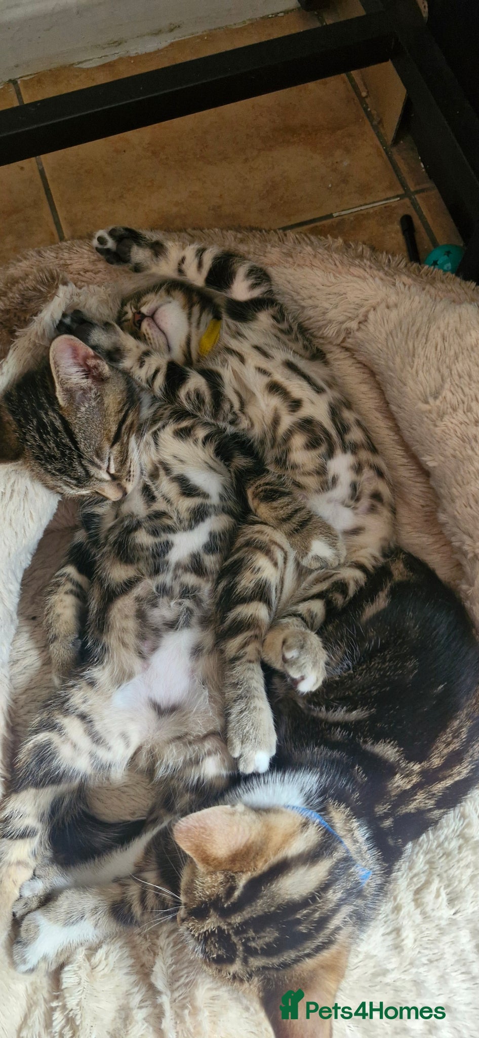 Bengal cats Bengal mix kittens for sale 10 weeks old  - Advert 1