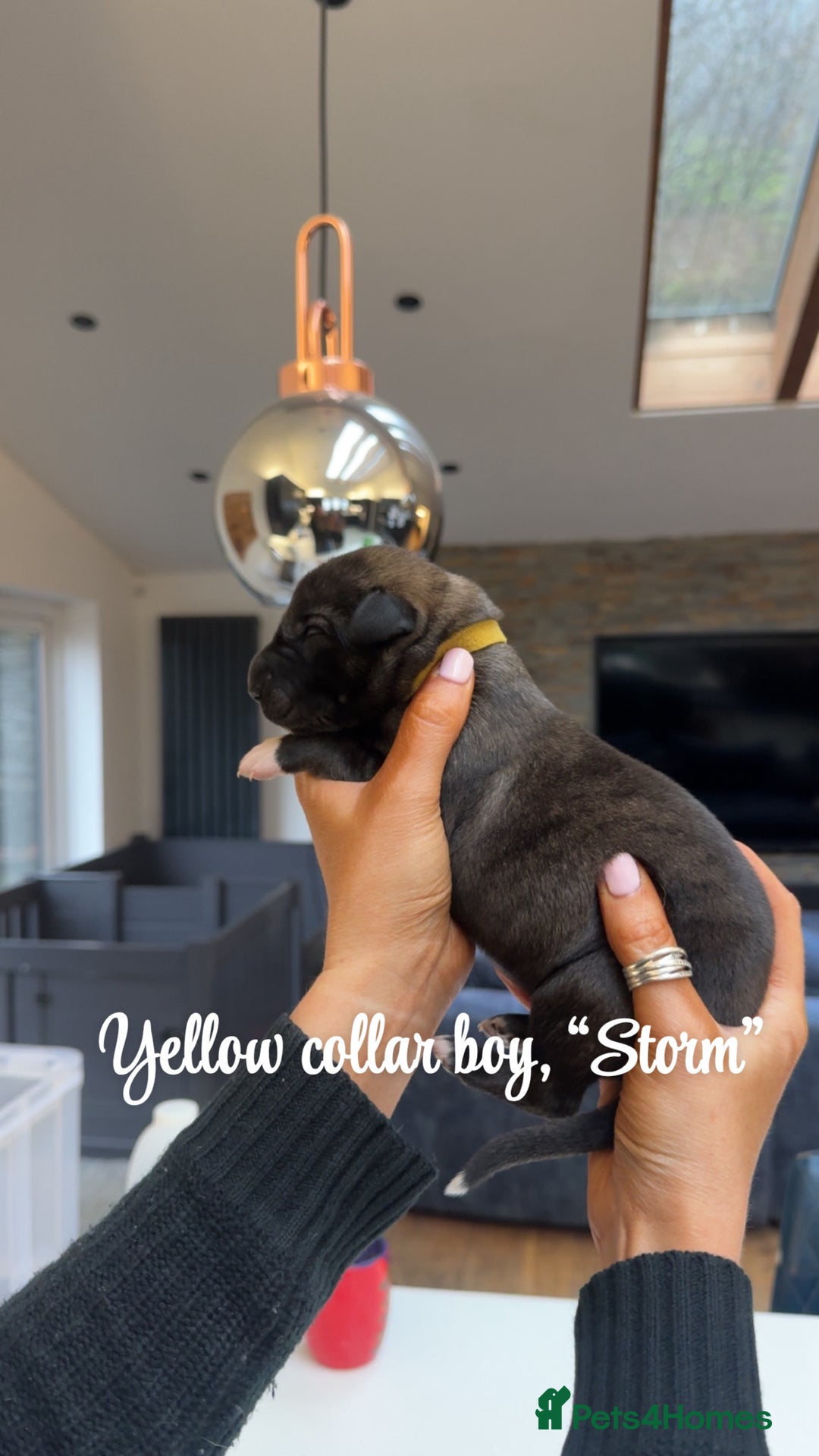 Irish Wolfhound dogs for sale: Outstanding Irish Wolfhound KC Reg Puppies  - Advert 5