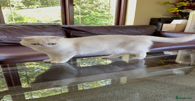 British Shorthair cats - Advert 2