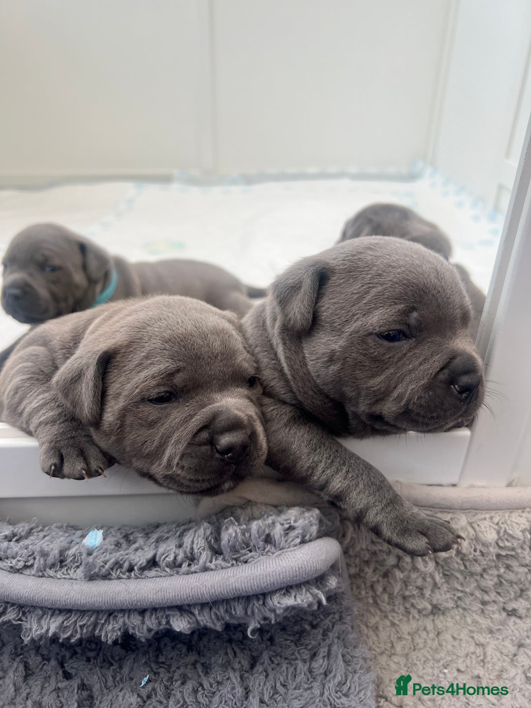 Staffordshire Bull Terrier dogs for sale: Orange Collar Puppy  - KC registered Blue ‘Bullscaff Pharaon’ Staffy Boy - Image 27