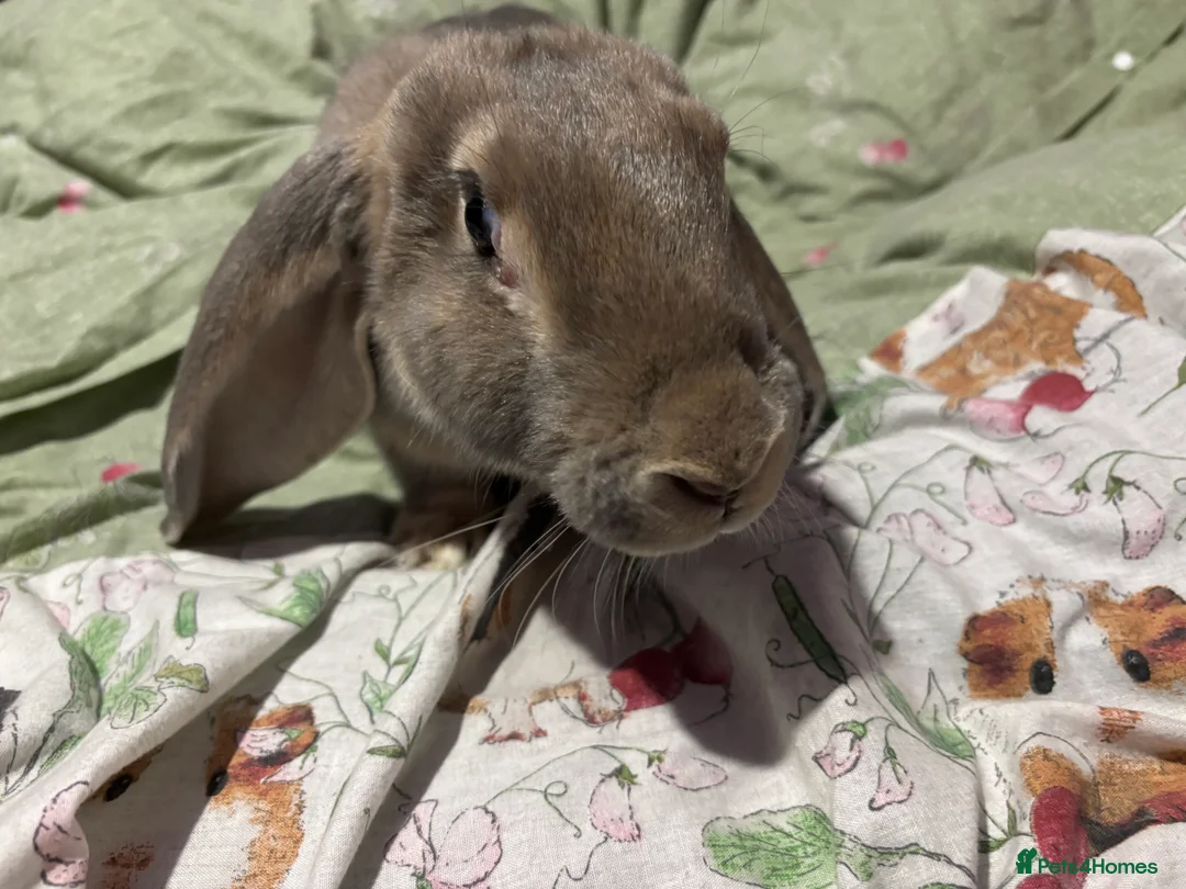 English Lop rabbits for sale: Female English lops  - Advert 12