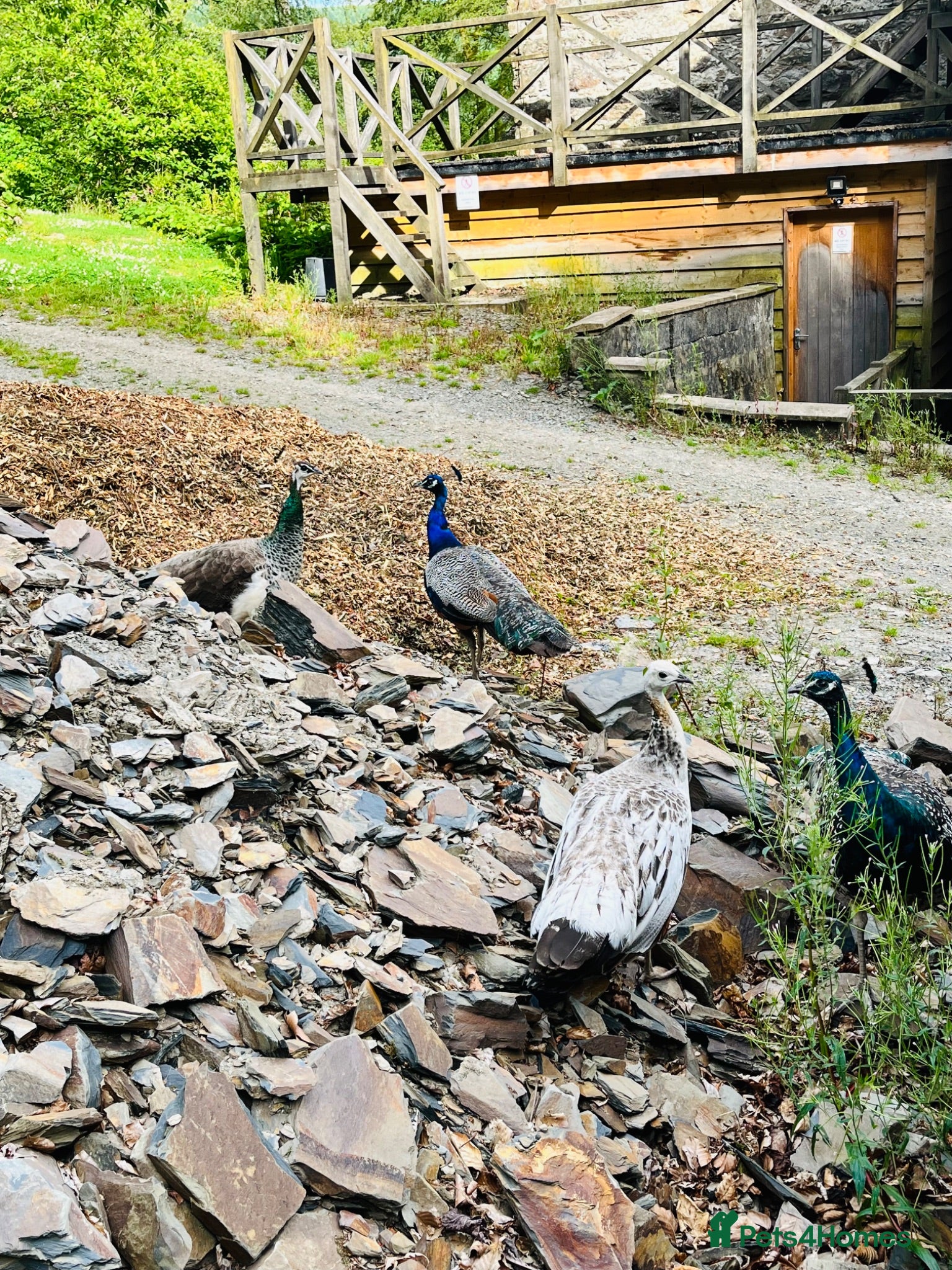 Peafowl poultry Mixed group of peafowl - Advert 8