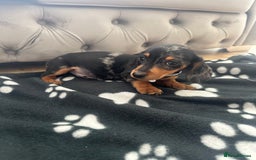 Miniature Dachshund dogs for sale: Miniature dapple dachshund  - Image 10