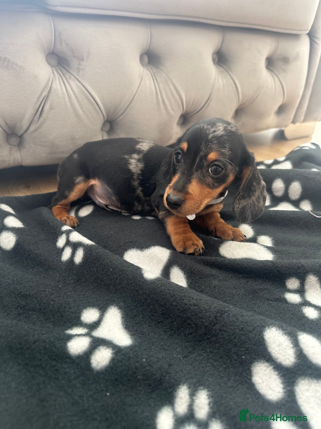 Miniature Dachshund dogs for sale: Miniature dapple dachshund  - Image 10