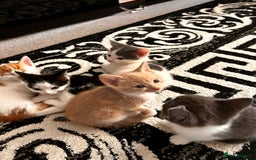Mixed Breed cats for sale: Beautiful kittens for sale - Image 3