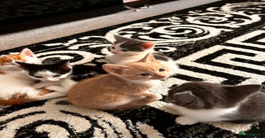 Mixed Breed cats - Advert 8