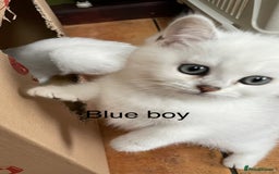 British Shorthair cats for sale: BSH Black Tipped GCCF Reg Kittens - Image 22