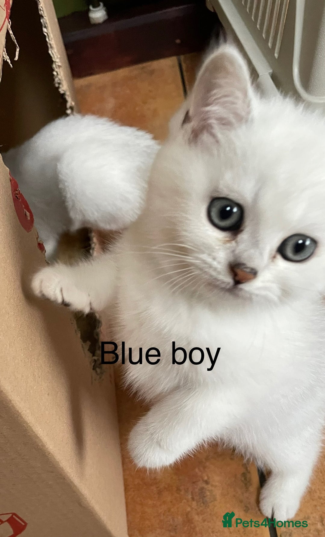 British Shorthair cats for sale: BSH Black Tipped GCCF Reg Kittens - Image 22