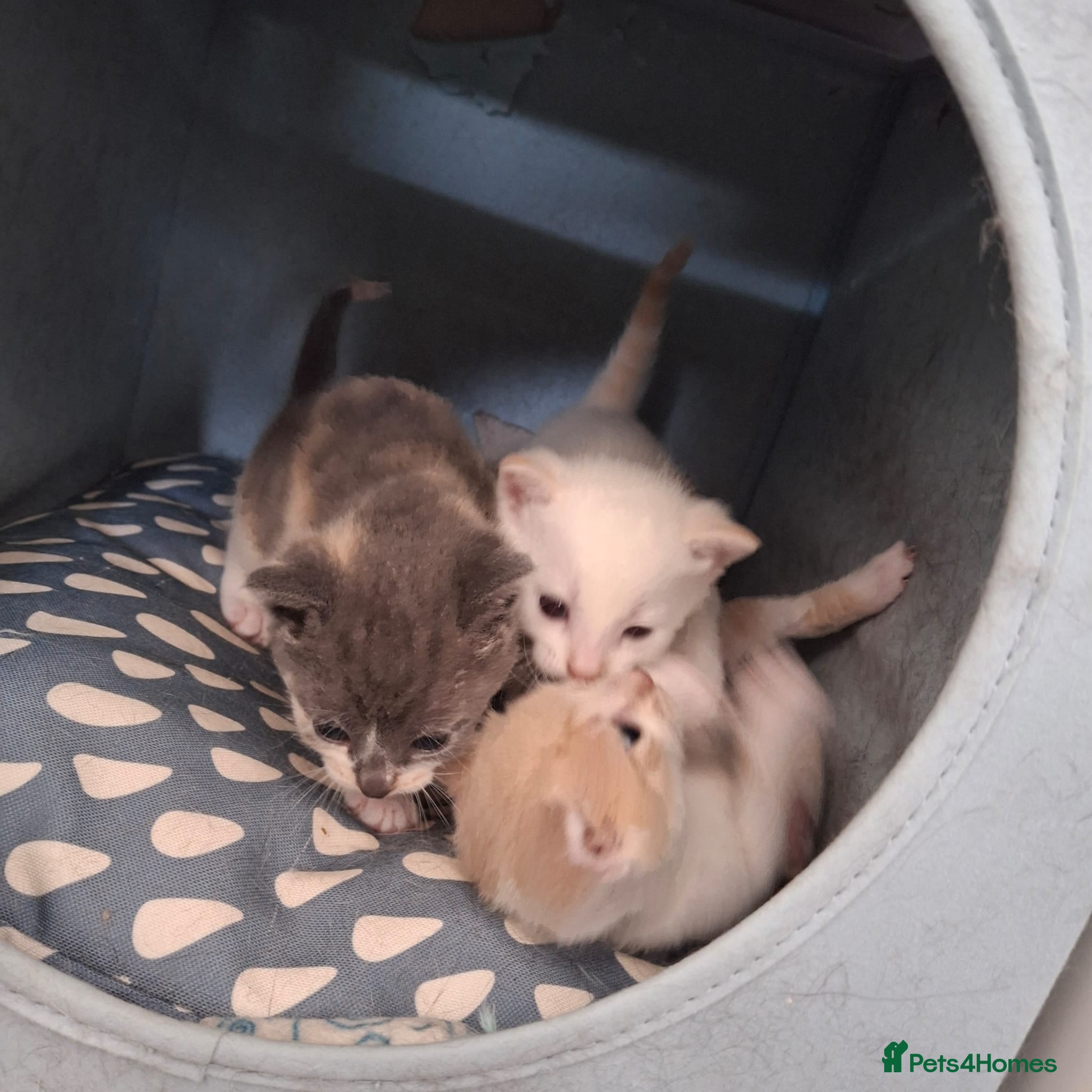 Mixed Breed cats Haggis, Neeps and Tatties! - Advert 1