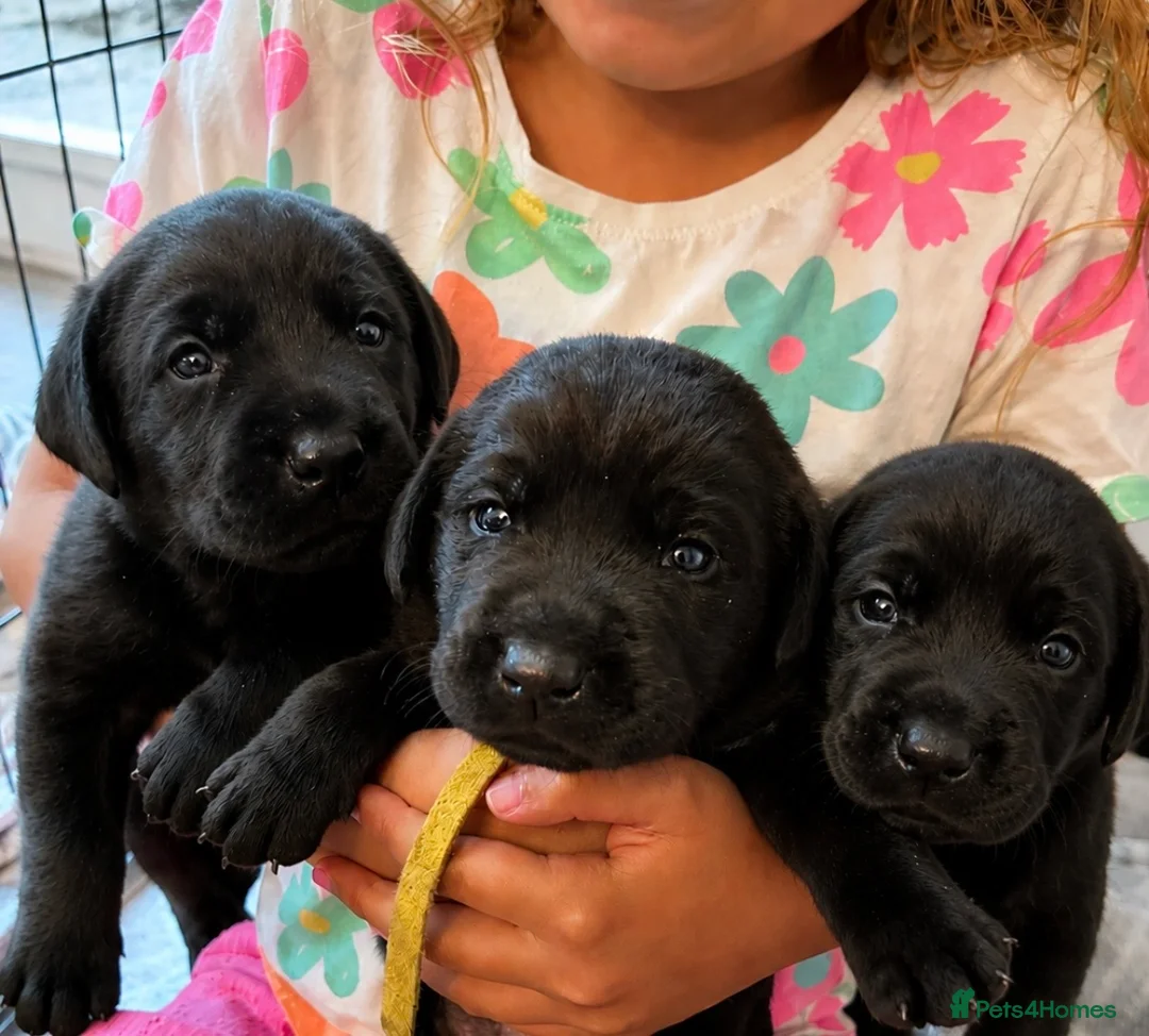 Labrador Retriever dogs for sale: Beautiful KC Black Labrador Puppies  - Advert 2