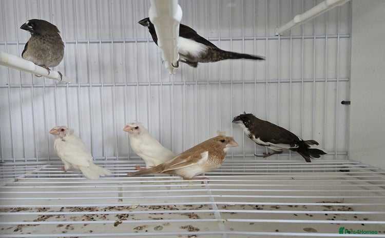 Finches birds - Advert 1