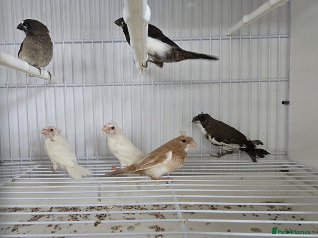 Finches birds - Advert 1