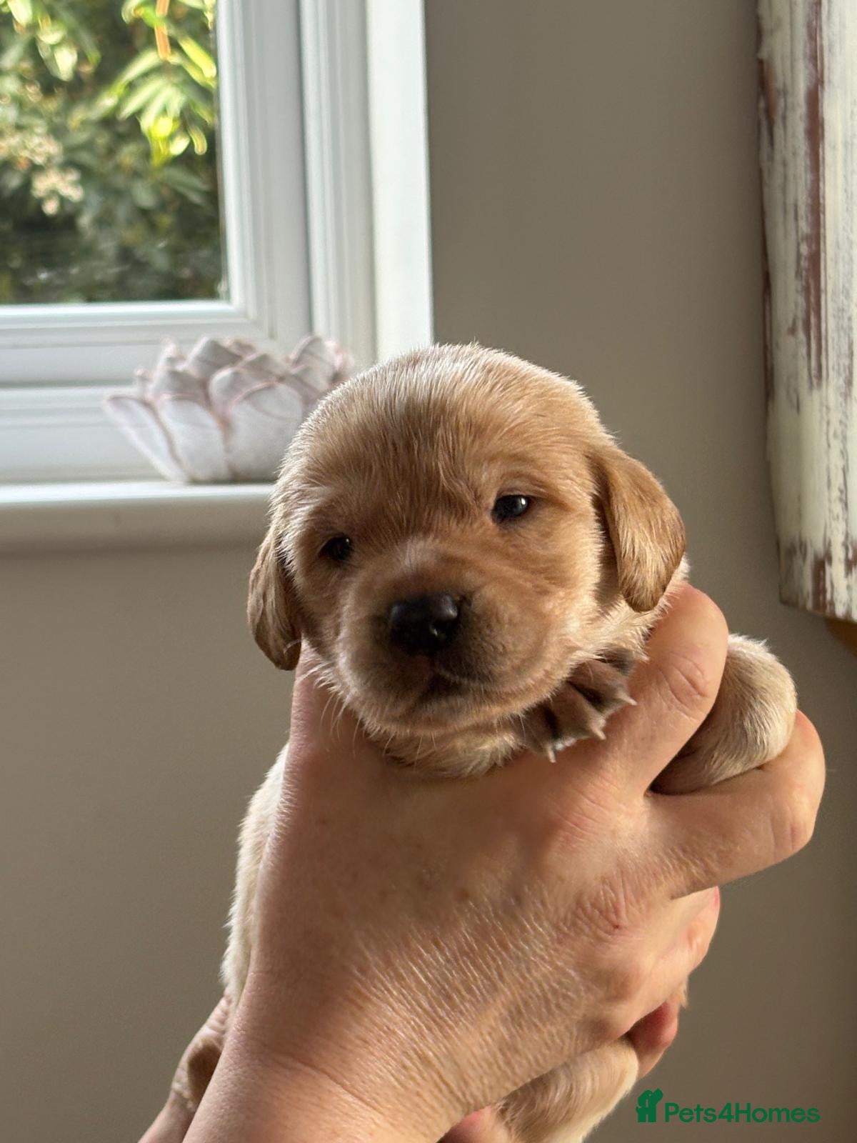 Labrador Retriever dogs 🤩Licensed breeder🤩 LAST BOY & GIRL   - Advert 5