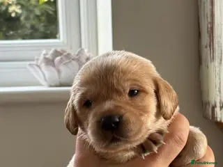Labrador Retriever dogs 🤩Licensed breeder🤩 LAST BOY & GIRL - Advert 5