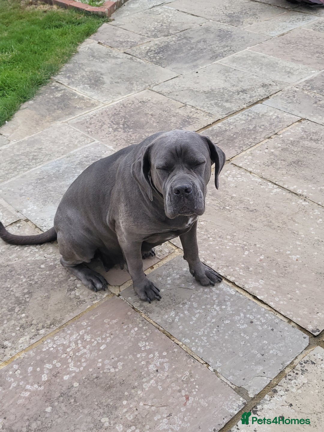 Cane Corso dogs for sale: Dutchess blue cane corso  - Image 5