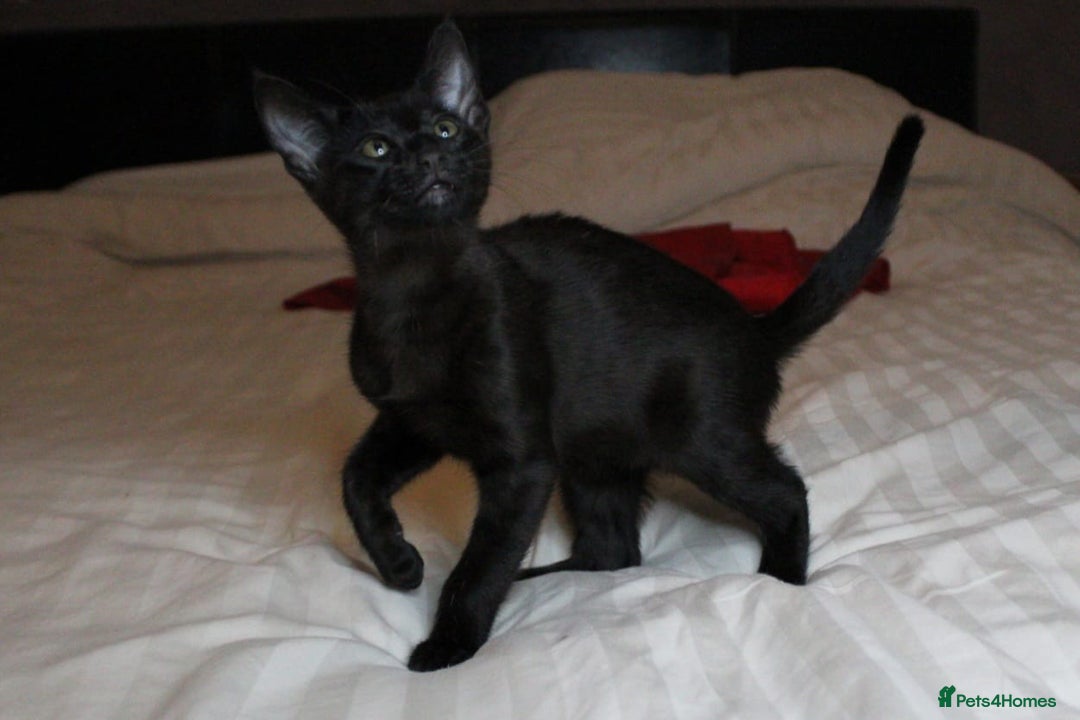 Savannah cats for sale: Stunning Davannah kittens - Advert 20