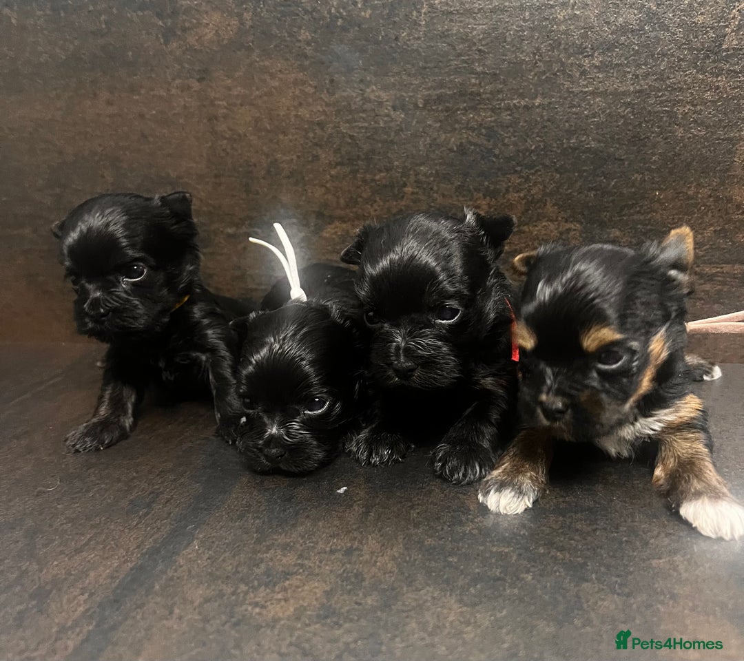 Yorkshire Terrier dogs for sale: ❀ Miniature Yorkshire Terriers – 4 Girls  ❀ - Advert 8