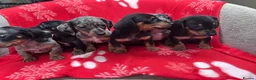 Miniature Dachshund dogs for sale: ****6 beautiful boys 💙💙*** - Advert 11
