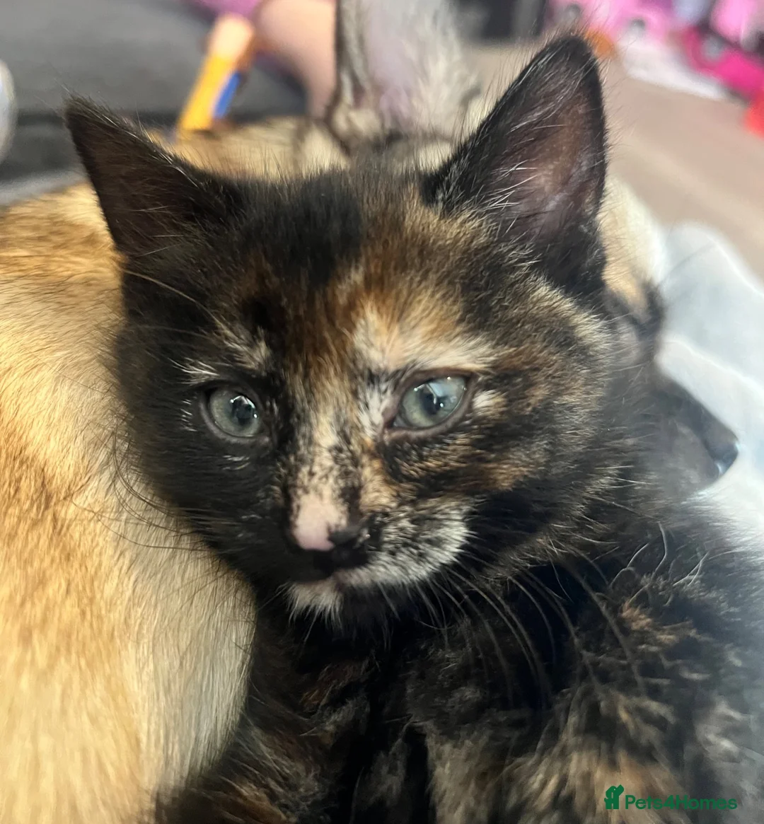 Mixed Breed cats for sale: Kittens  - Advert 2