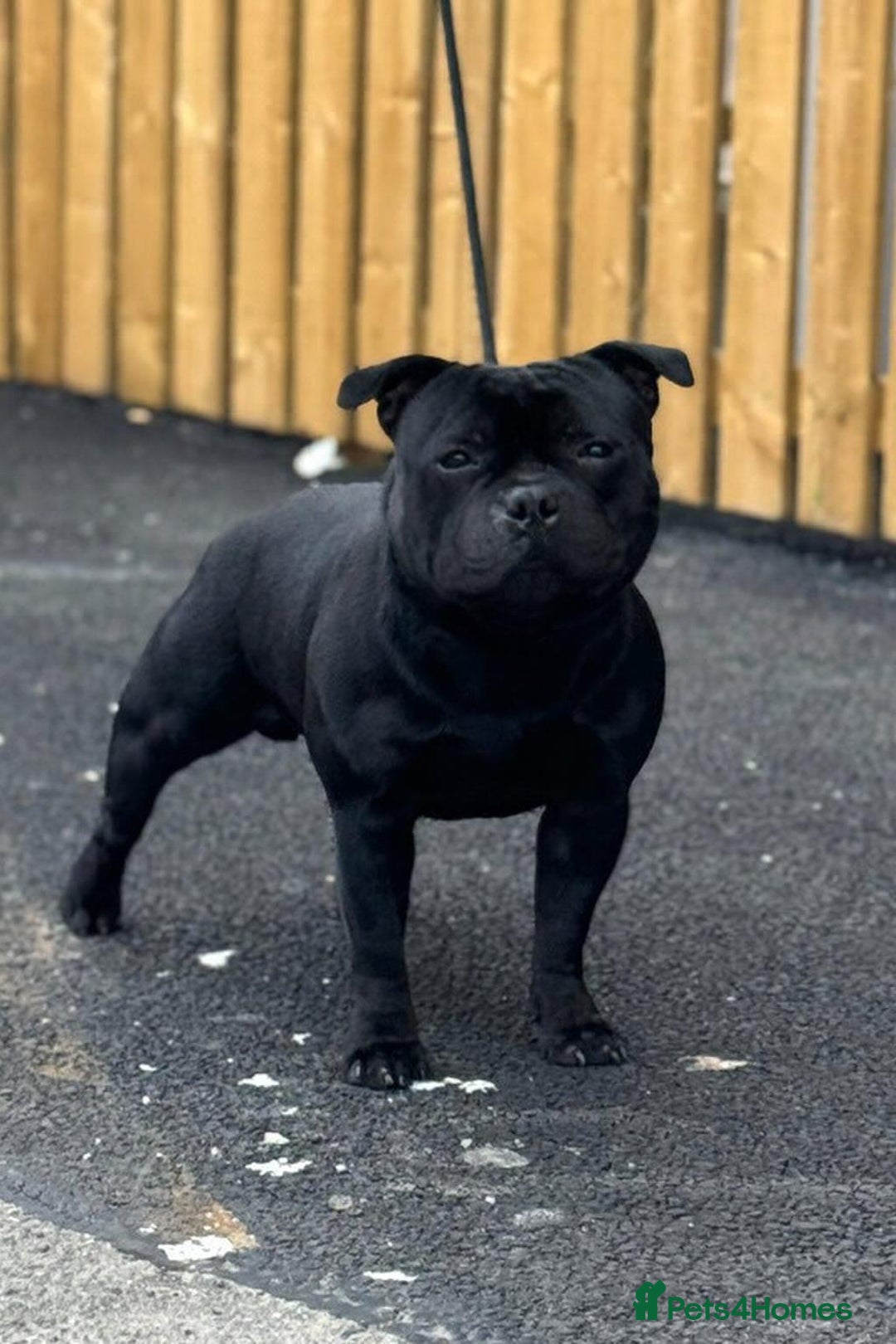 Staffordshire Bull Terrier dogs for sale: Unreal black Staffordshire bull terrier pups avail - Advert 9