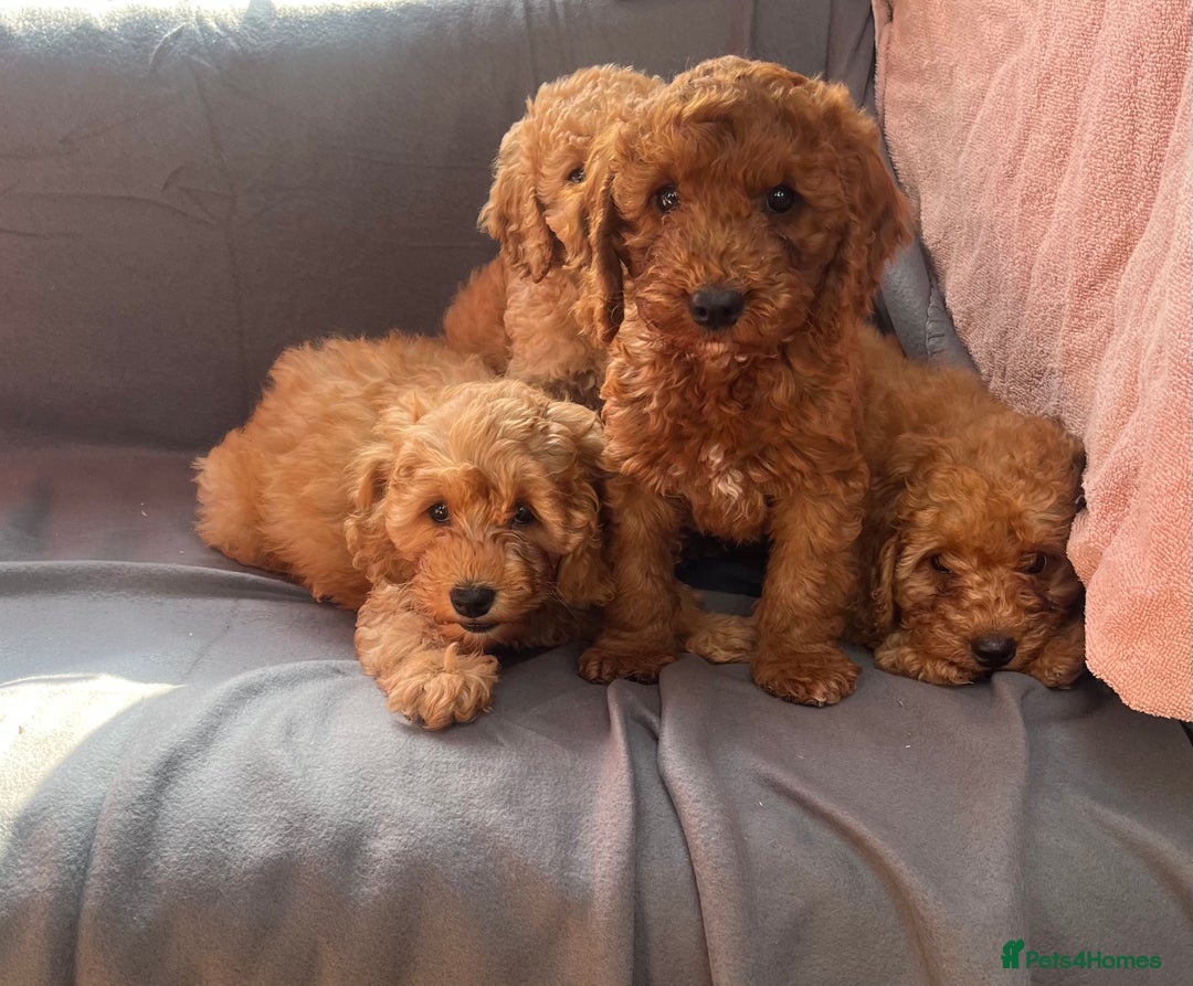 Cavapoo dogs for sale: Cavapoo puppy’s  - Image 11