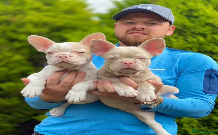 French Bulldog dogs - Advert 3